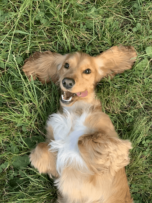 A happy spaniel resting in grass